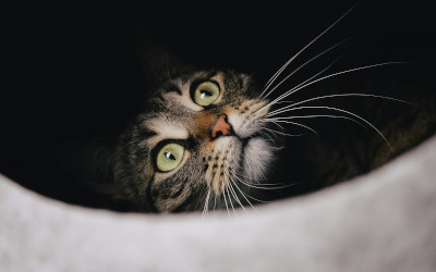 Trasporto animali domestici: tutto quello che c’è da sapere