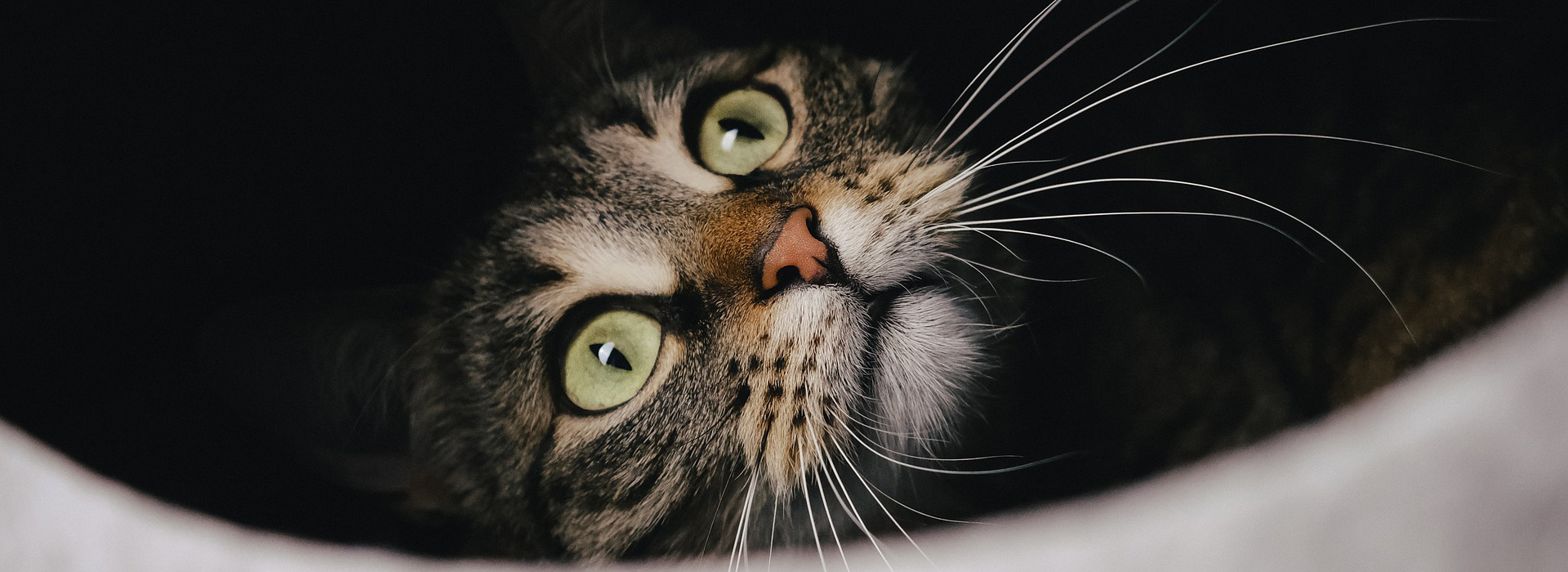 Trasporto animali domestici: tutto quello che c’è da sapere